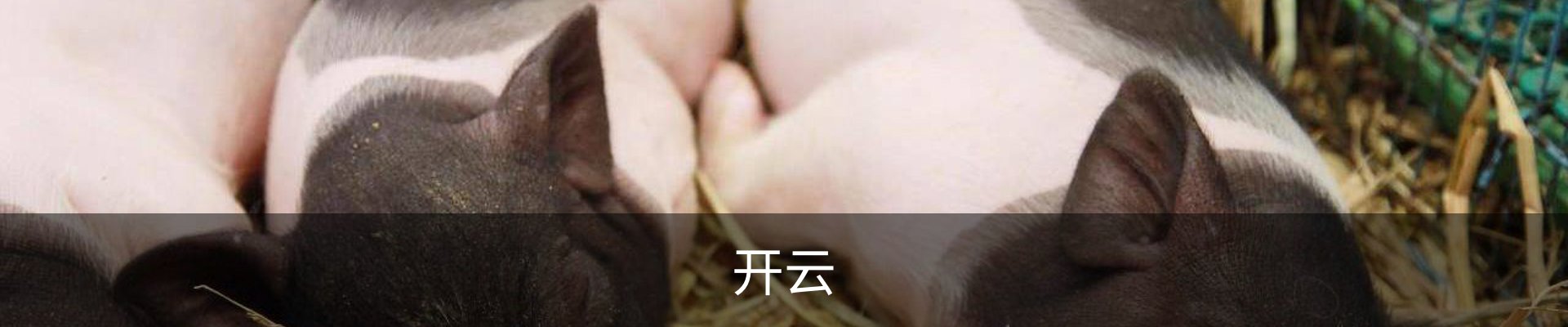 开云